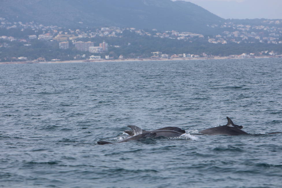 Delfines frente a Les Rotes de Dénia