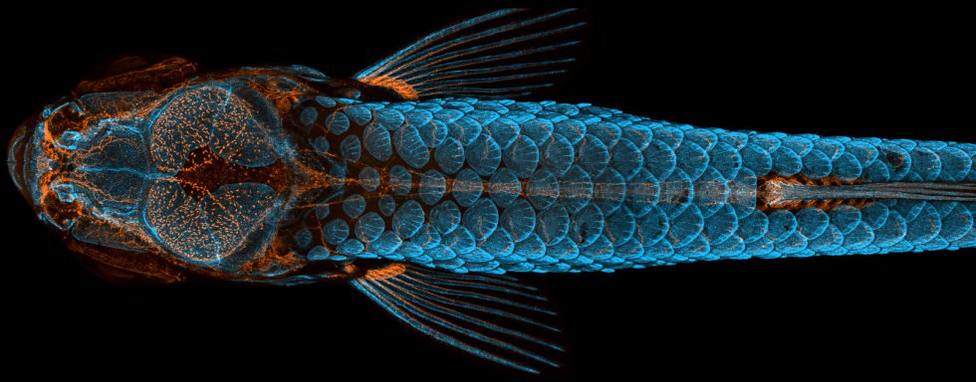 Algunas de las fotos microscópicas más bellas del mundo