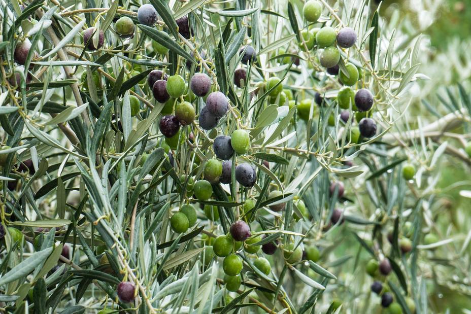 Rama de olivo con el fruto a punto de ser recolectaado