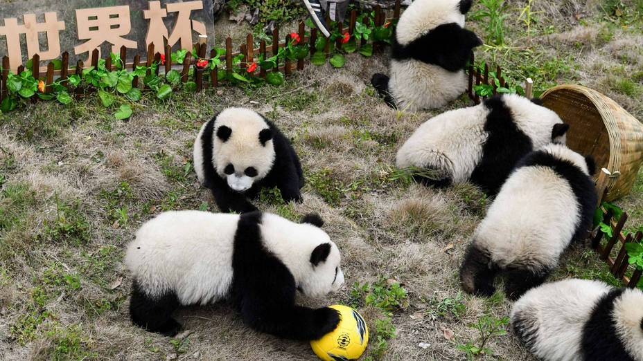 Uno de los equipos de osos pandas se hace con el balón