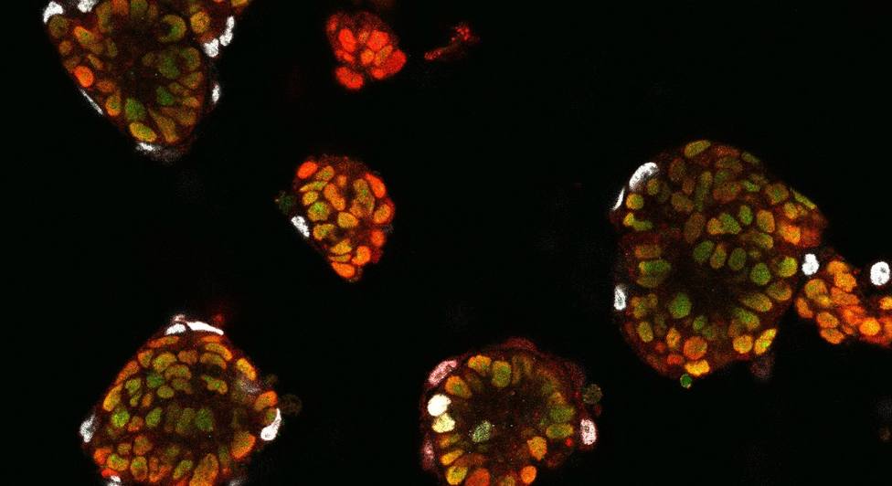 Investigadores descubren cómo las células saben su futuro y olvidan su pasado