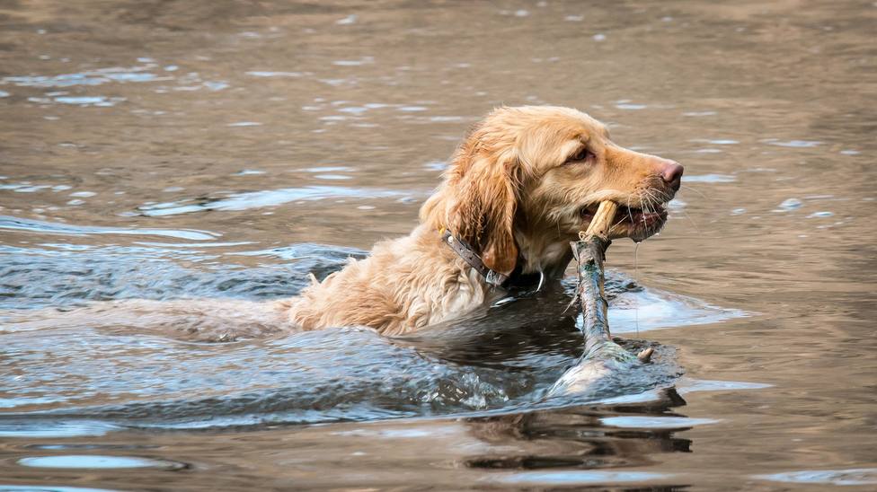 ¿Los perros tienen miedo al agua?