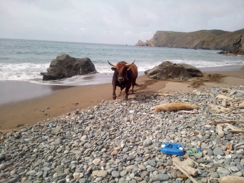 Imagen del toro en la playa de La Carnera (Gozón) tras caer por el acantilado