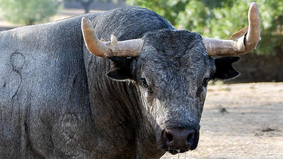 Uno de los toros de José Escolar reseñados para la Feria del Arroz de Arles