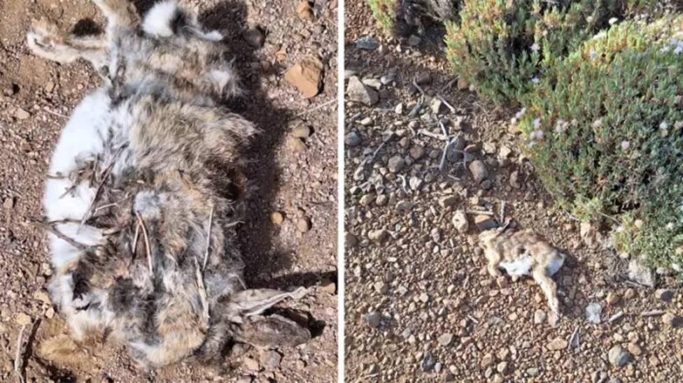 conejos muertos en el Teide