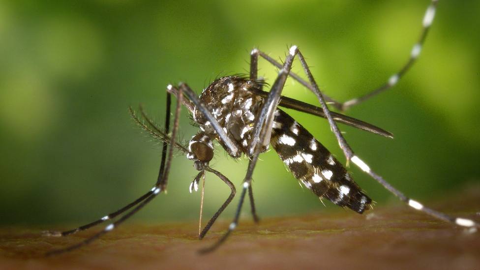 ctv-eex-mosquito