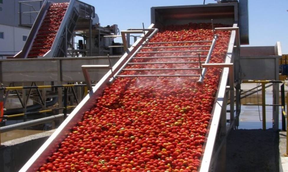 Industria de tomate. EFE